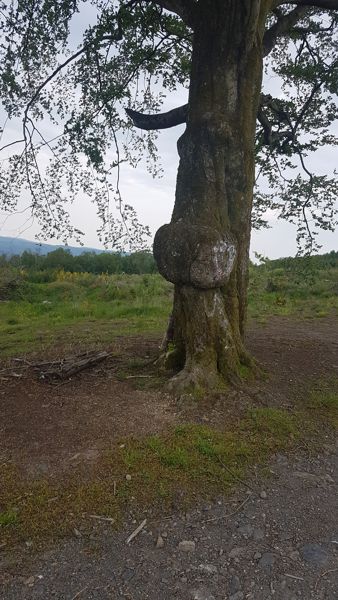 Baum mit Geschwür Baum mit Geschwür
