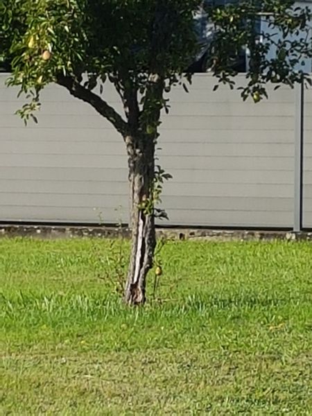 Baum mit Beschädigung Image